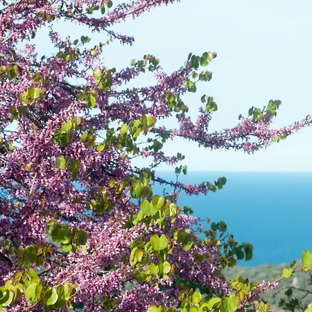Appartement Casa Cedro Budoni
