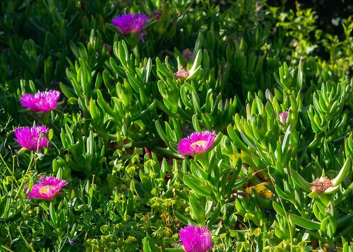 Daire Casa Cedro Budoni