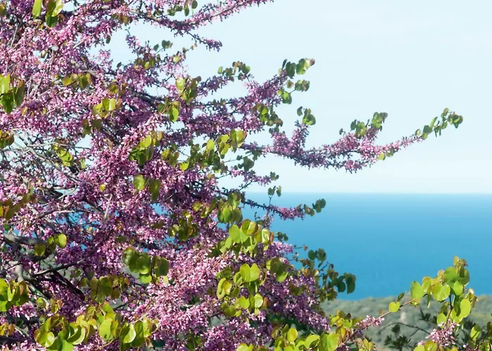 Daire Casa Cedro Budoni