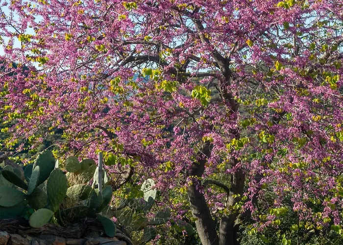 Daire Casa Cedro Budoni