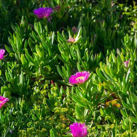 公寓 Casa Cedro 布多尼