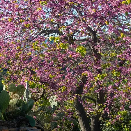 公寓 Casa Cedro 布多尼